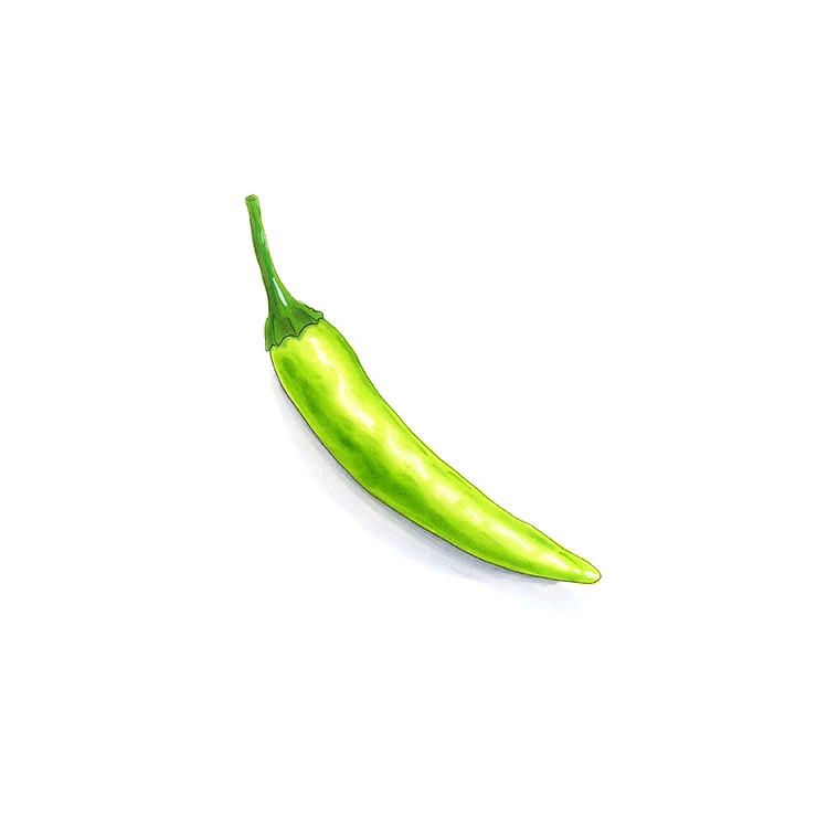 Guinea pepper illustrated in watercolor and ink on a white background