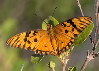 Orange gulf fritillary butterfly with open wings perched on a stem