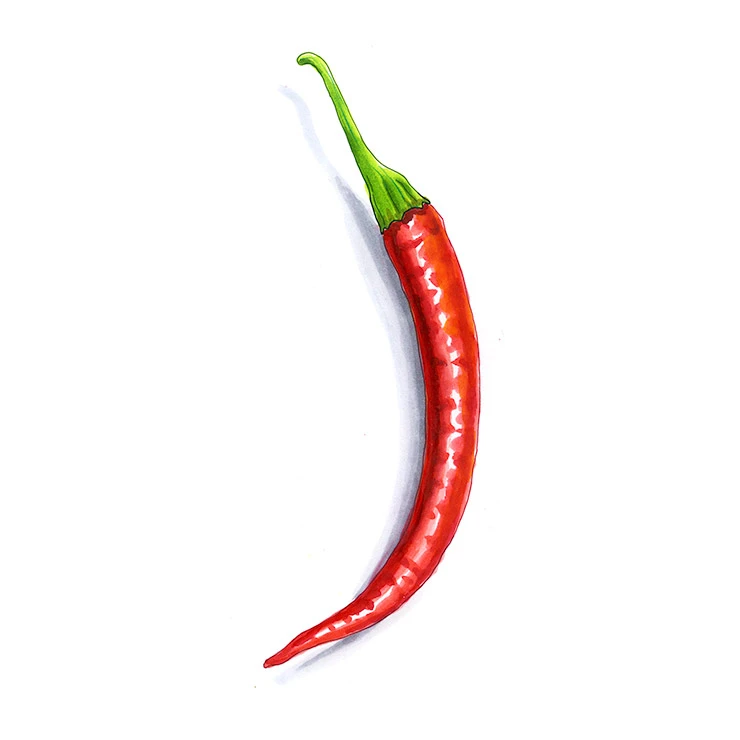 Guntur Sannam pepper illustrated in watercolor and ink on a white background