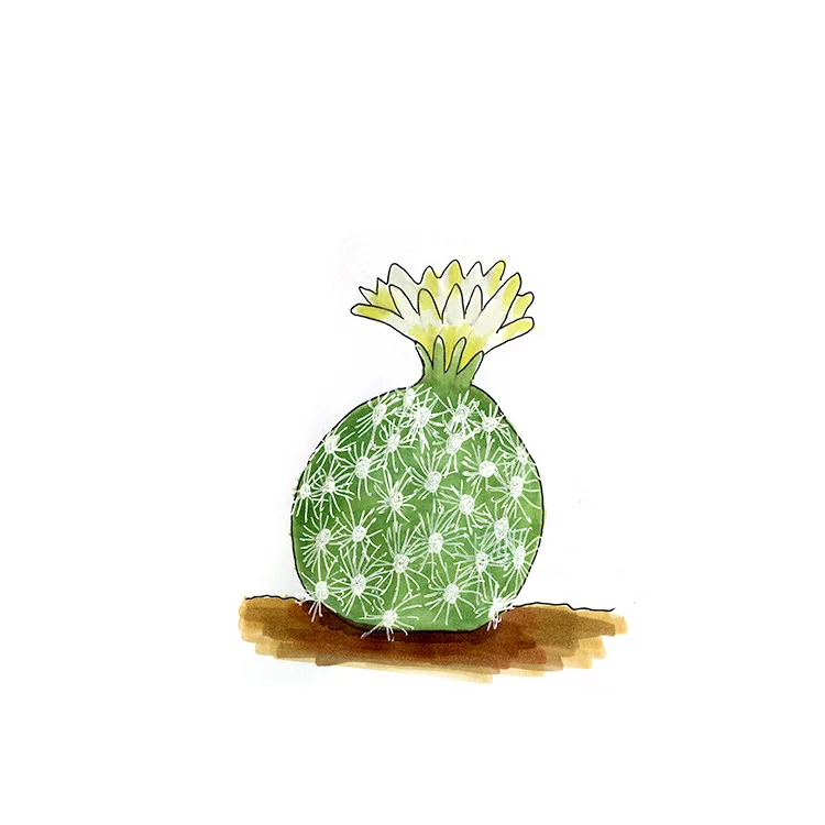 Watercolor illustration of a gypsum cactus (Pediocactus sileri), a round white-spined cactus with pale yellow flowers on top.