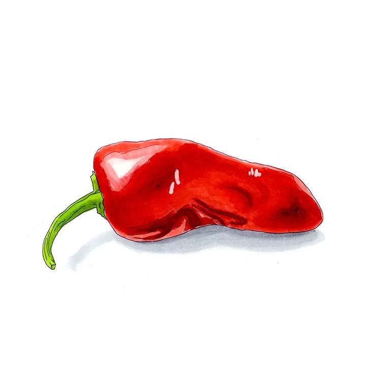 Gypsy pepper illustrated in watercolor and ink on a white background