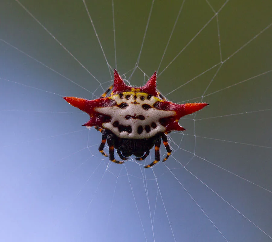 Happy Face Spider