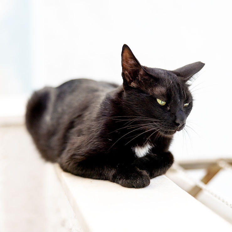Harbor Cat