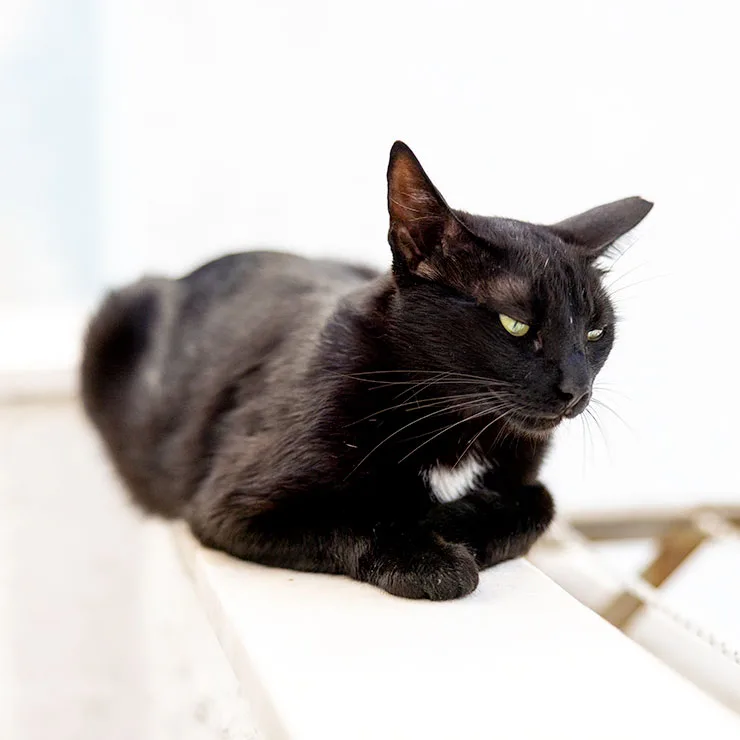 Harbor cat resting near the fishing port of Naoussa on the island of Paros, Greece.