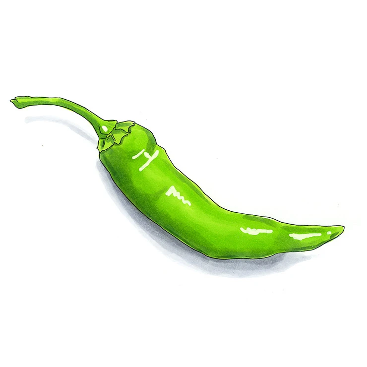 Hatch chile pepper illustrated in watercolor and ink on a white background