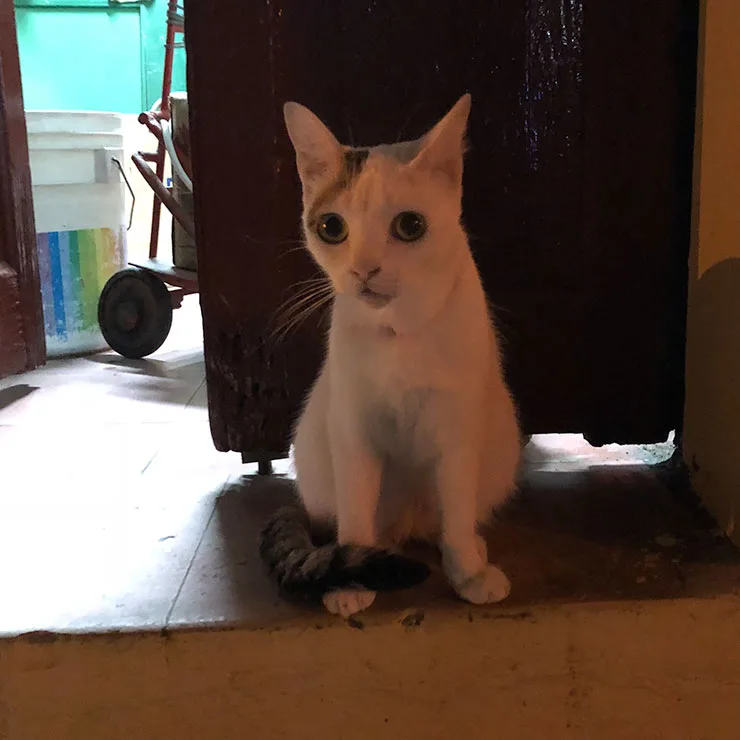 Alley cat sitting outside a small kiosk in Habana Vieja, the historic old quarter of Havana, Cuba.