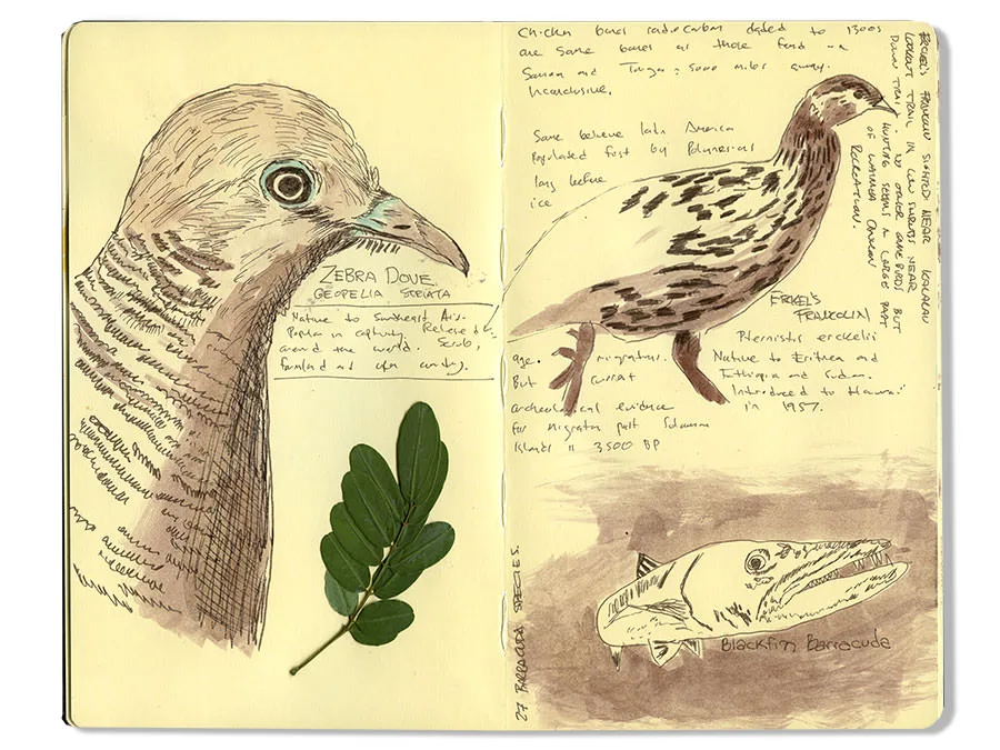 Zebra Dove and other Birds, Kauai Moleskine