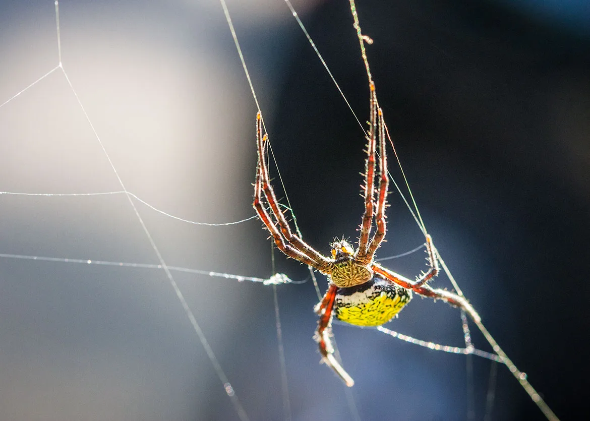 Hawaiian Garden Spider (Argiope appensa) on orb web in Kauai, Hawaii