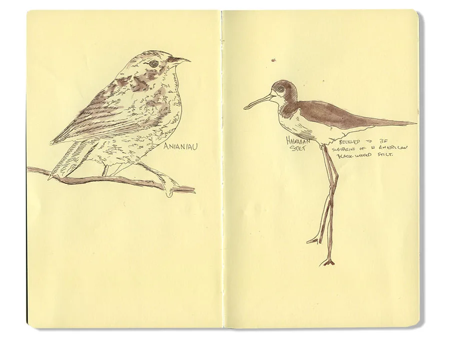 Hawaiian Stilt Sketch