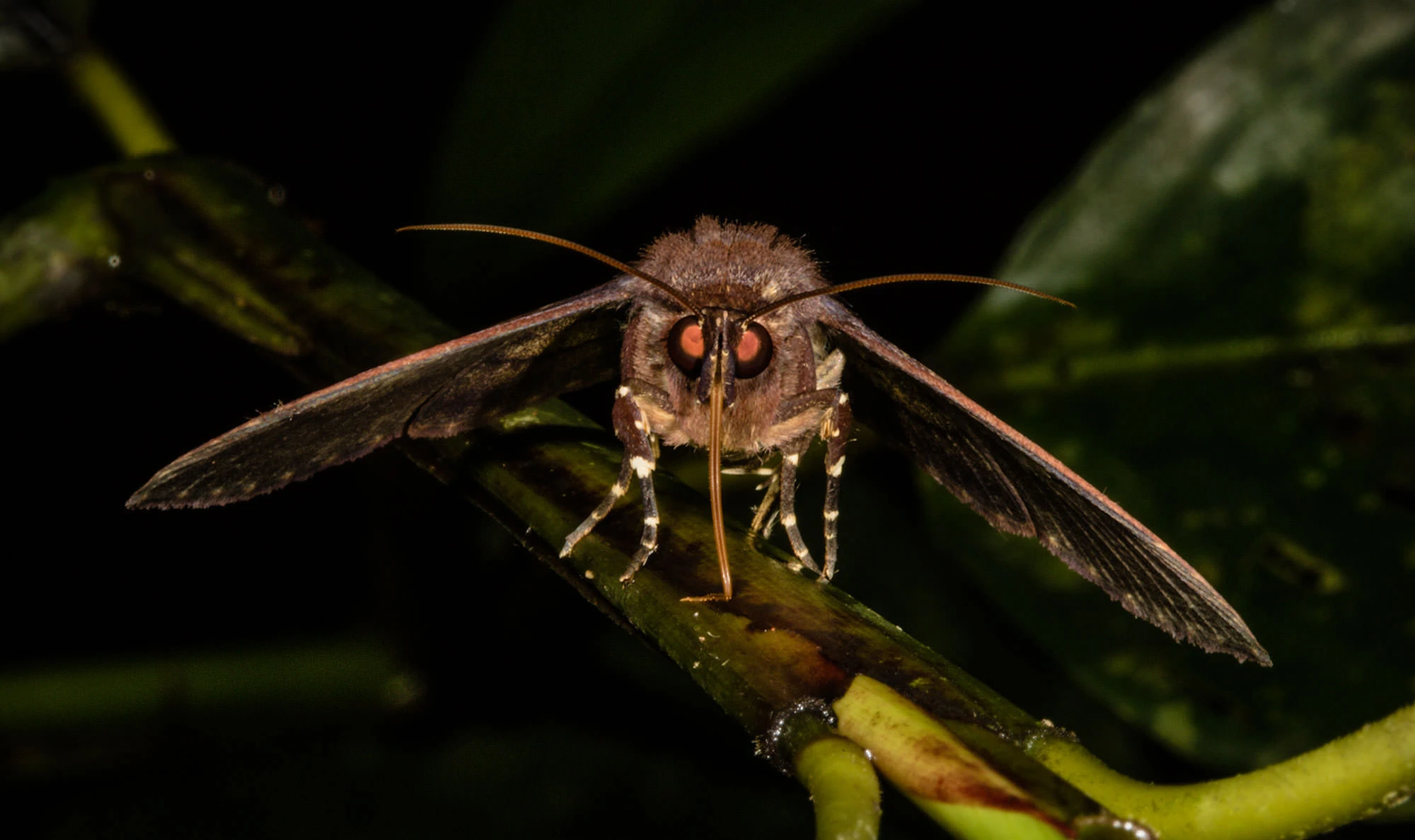 A hawk moth perched on a rainforest stem at night, its long proboscis extended and reddish eyeshine catching the light in the Tambopata jungle.