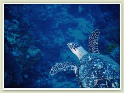A sea turtle swimming over a blue reef off Bakers Bay, Great Guana Cay.