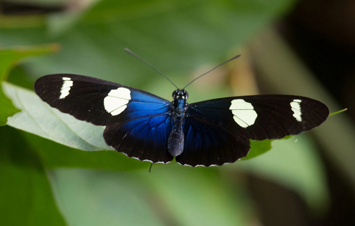 Sara Longwing Butterfly (Heliconius sara), southeastern Peru