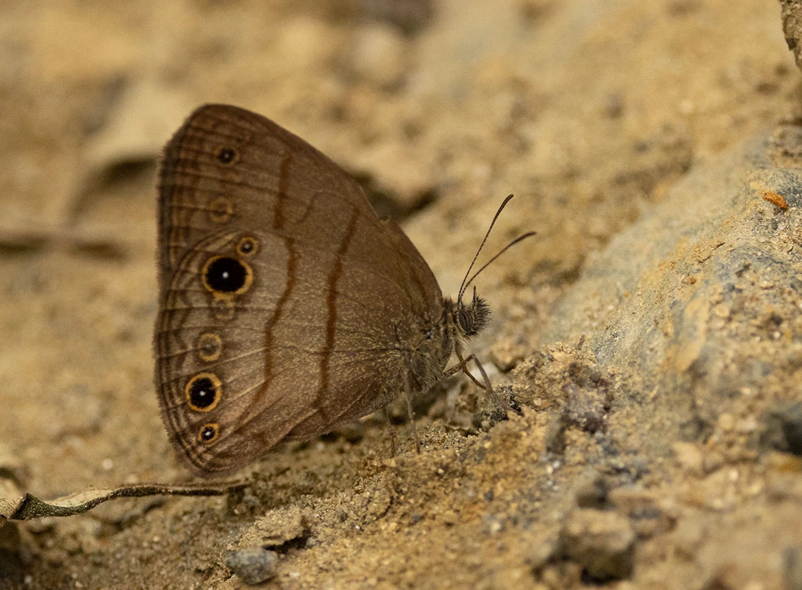 Hermes Satyr (Hermeuptychia hermes), New Orleans, Louisiana