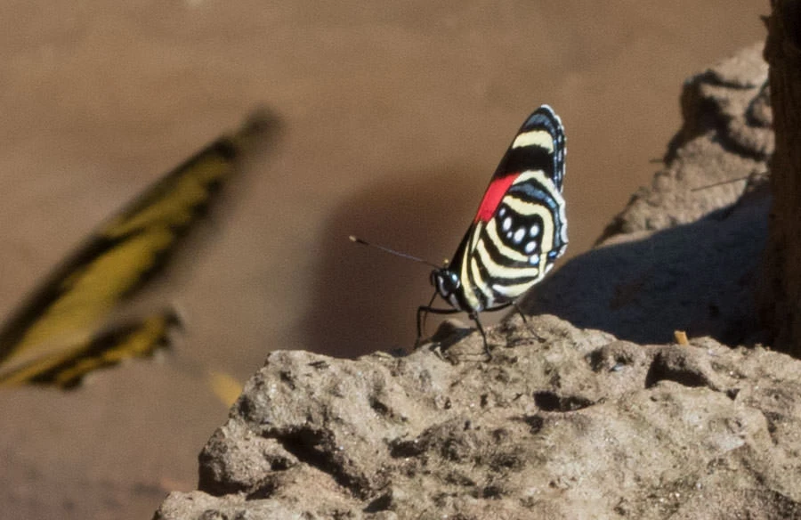 Hesperis Eighty-eight (Callicore hesperis), Tambopata River, Peru