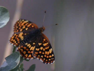Hoffmann's Checkerspot (Chlosyne hoffmanni)