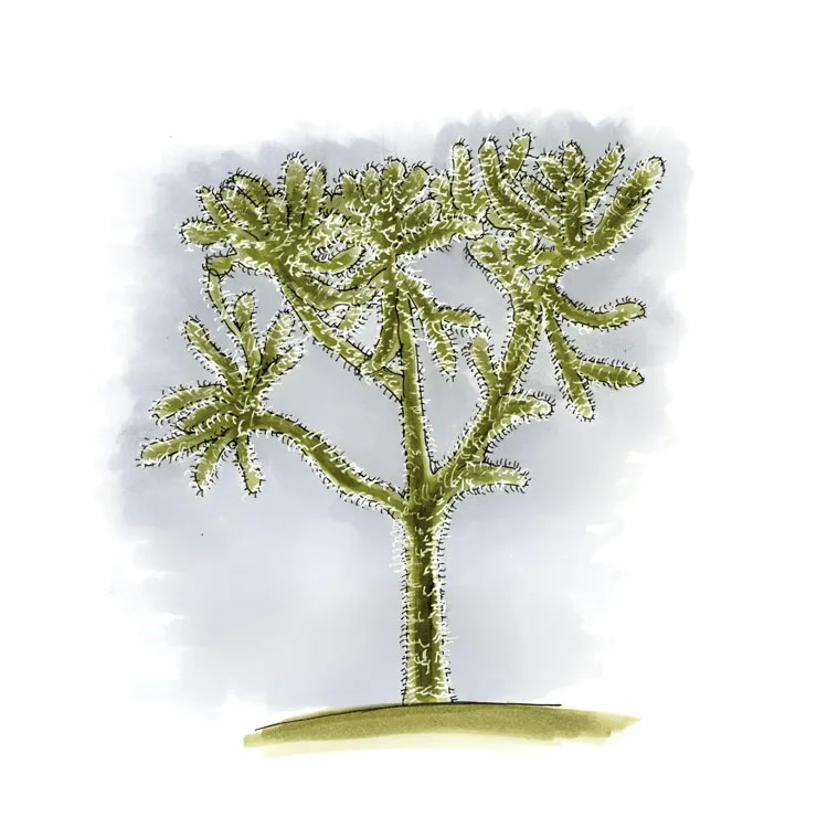 Watercolor illustration of Hoffman's teddybear cholla (Cylindropuntia fosbergii), a small tree of fuzzy, olive-gold branches.