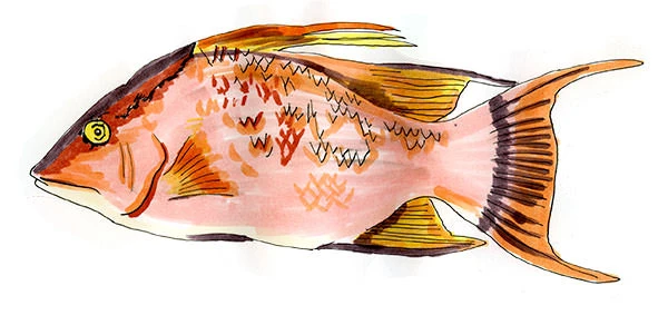 Hogfish