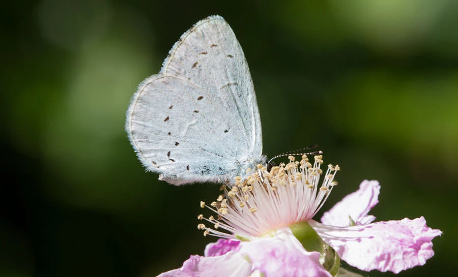 Holly Blue Butterfly (Celastrina argiolus), Sicily, Italy