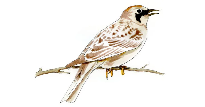 Watercolor and Copic marker sketch of a Horned Lark (Eremophila alpestris), by Erik Gauger.
