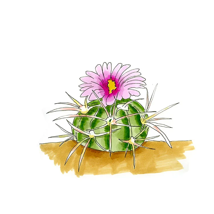 Watercolor illustration of a horse crippler (Echinocactus texensis), a low, ribbed cactus with stout spines and a pink flower.