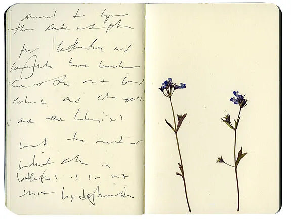 Blue flowers in sketchbook