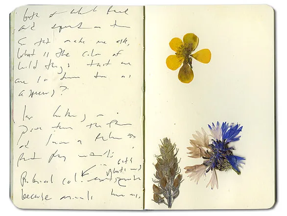 Moleskine spread with a pressed buttercup, a blue cornflower and a silvery flower spike