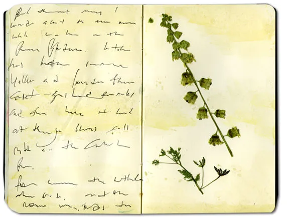 Moleskine spread with a pressed stalk of cup-shaped seed heads and a feathery leaf