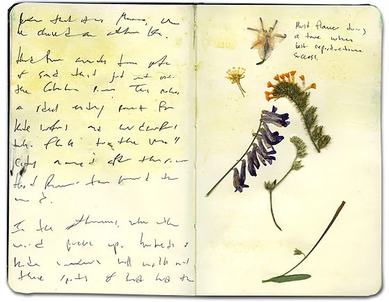 Moleskine spread with pressed fiddleneck, vetch and small wildflowers beside handwritten notes