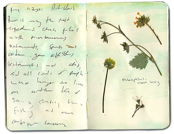 Moleskine spread with pressed wildflowers and a note on insect-pollinated plants