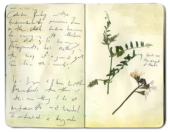 Pressed Flowers from Mt Hood