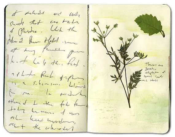 Moleskine spread with a pressed umbel of small flowers and a toothed leaf