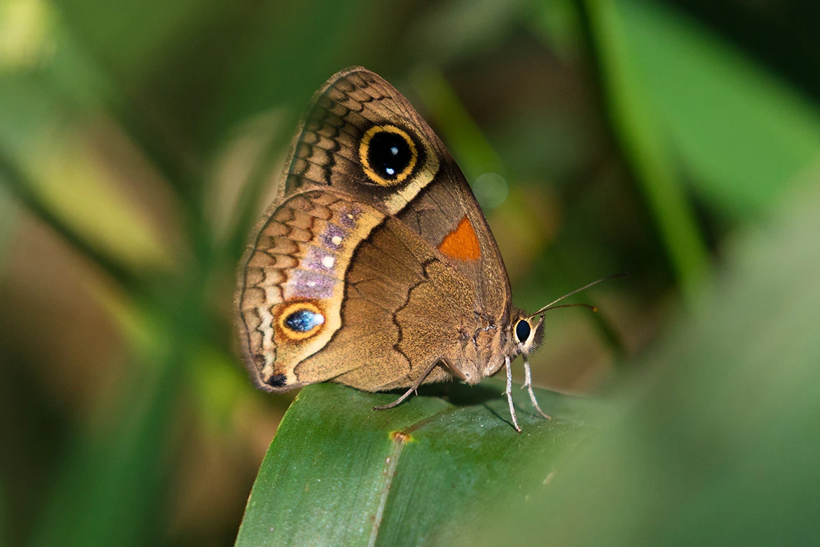 Hübner's Glad-eye (Calisto Herophile), Jardín Botánico Nacional near Havana, Cuba