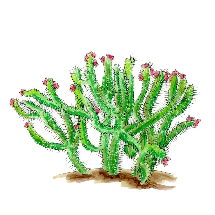 Watercolor illustration of a Hudson pear (Cylindropuntia spinosior), a sprawling shrub of jointed stems tipped with pink-red flowers.