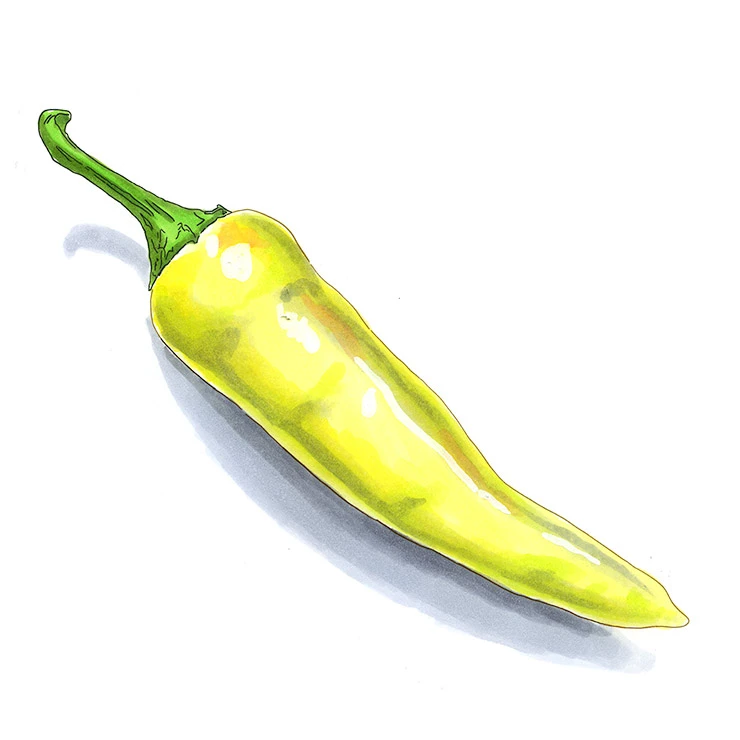 Hungarian wax pepper illustrated in watercolor and ink on a white background
