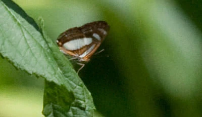 Hyalina Metalmark (Thisbe hyalina), Panama