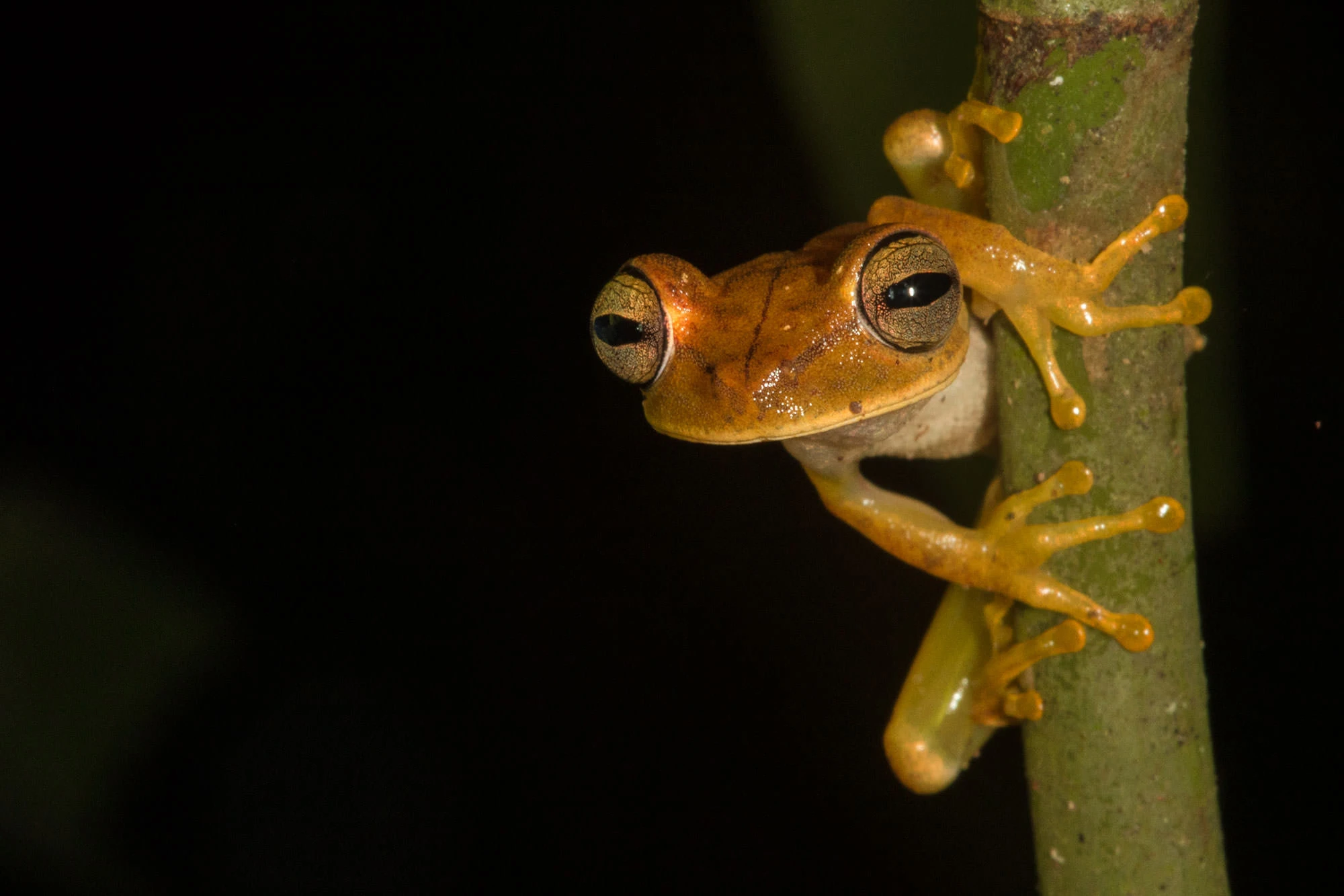 A tree frog clinging to a rainforest stem at night along the Tambopata River, its golden skin and wide textured eyes illuminated against the dark background.