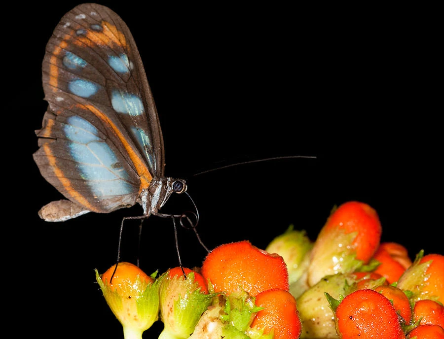 Illinissa Glasswing (Hyposcada illinissa), Yasuni National Park, Ecuador