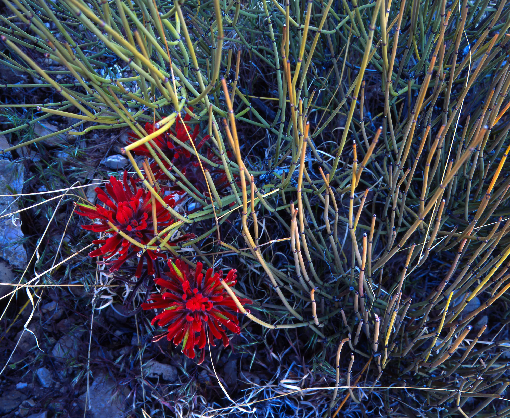 Indian Paintbrush in the Colorado Plateau