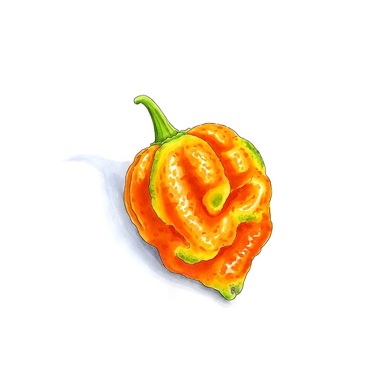 Infinity chili pepper illustrated in watercolor and ink on a white background