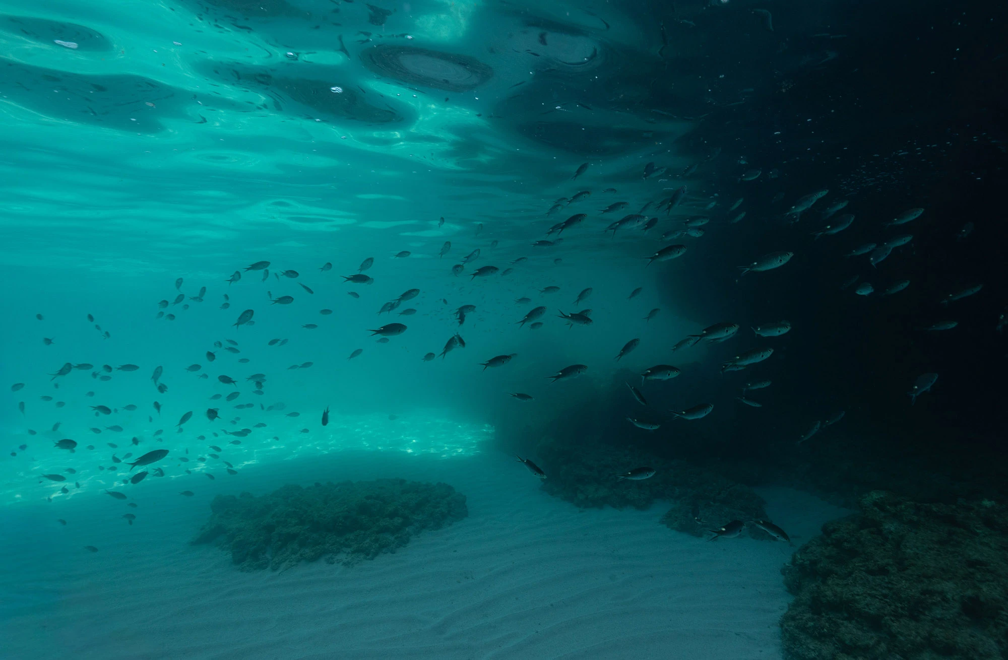 Underwater off Isla Carmen, in the waters of the Bahía de Loreto marine park