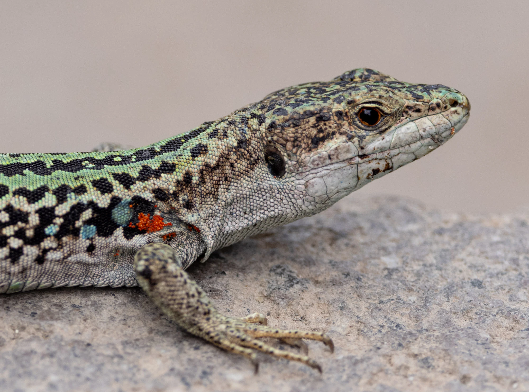 An Italian wall lizard among the gardens of the Villa Comunale, Taormina, Sicily.