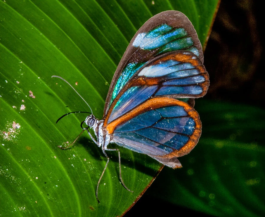 Ithomiidae Chiapas Glasswing Butterfly (Ithomiidae Chiapas), Panama