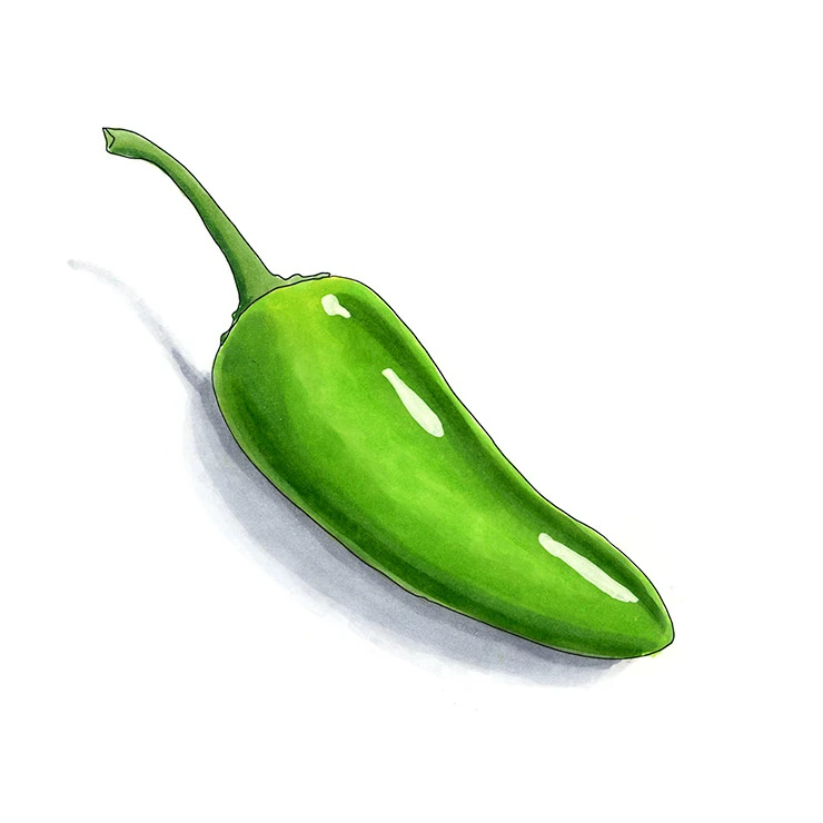 Jalapeño pepper illustrated in watercolor and ink on a white background