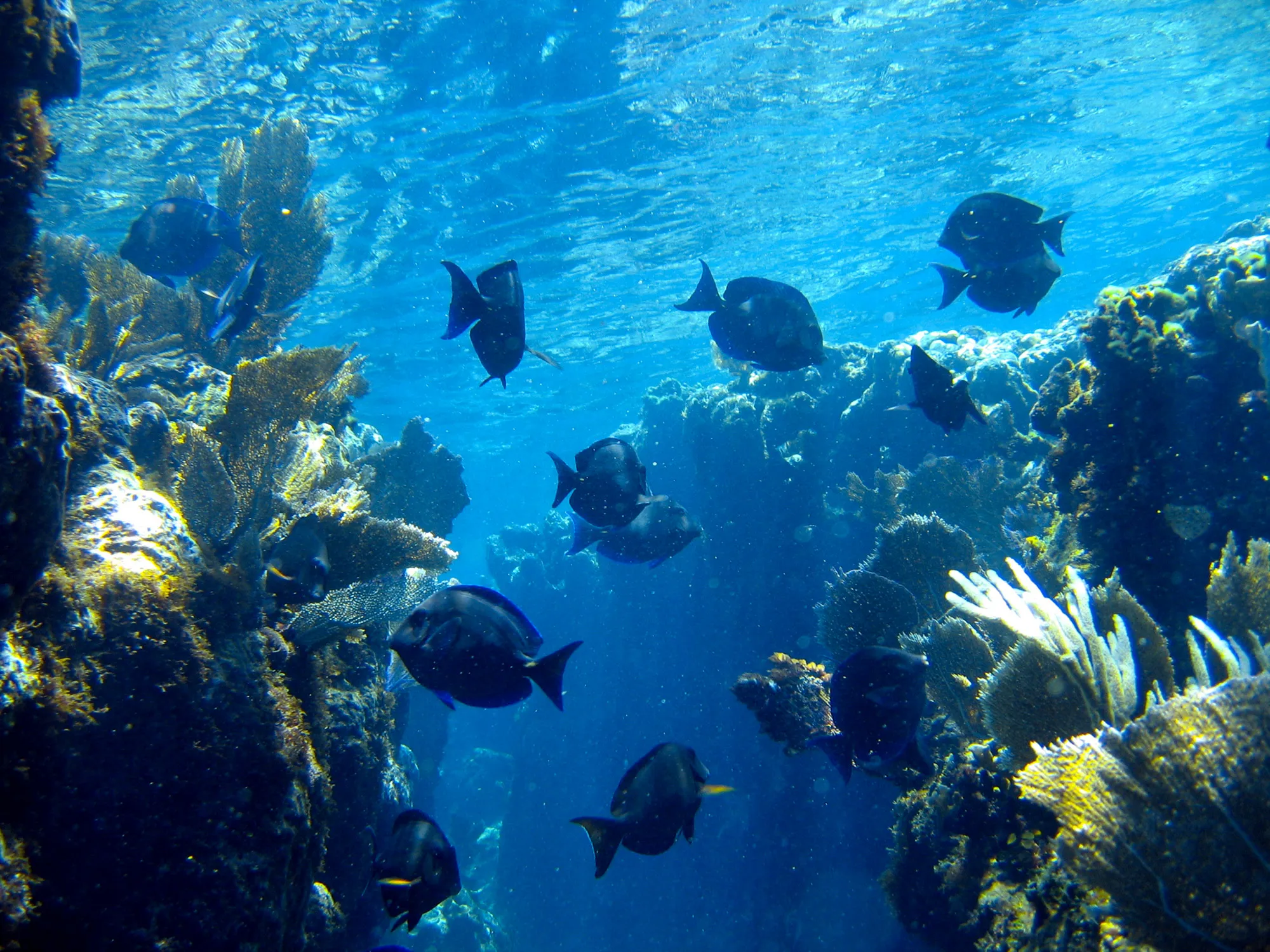 A school of blue tangs swimming over coral heads and sea fans on Great Guana Cay's reef