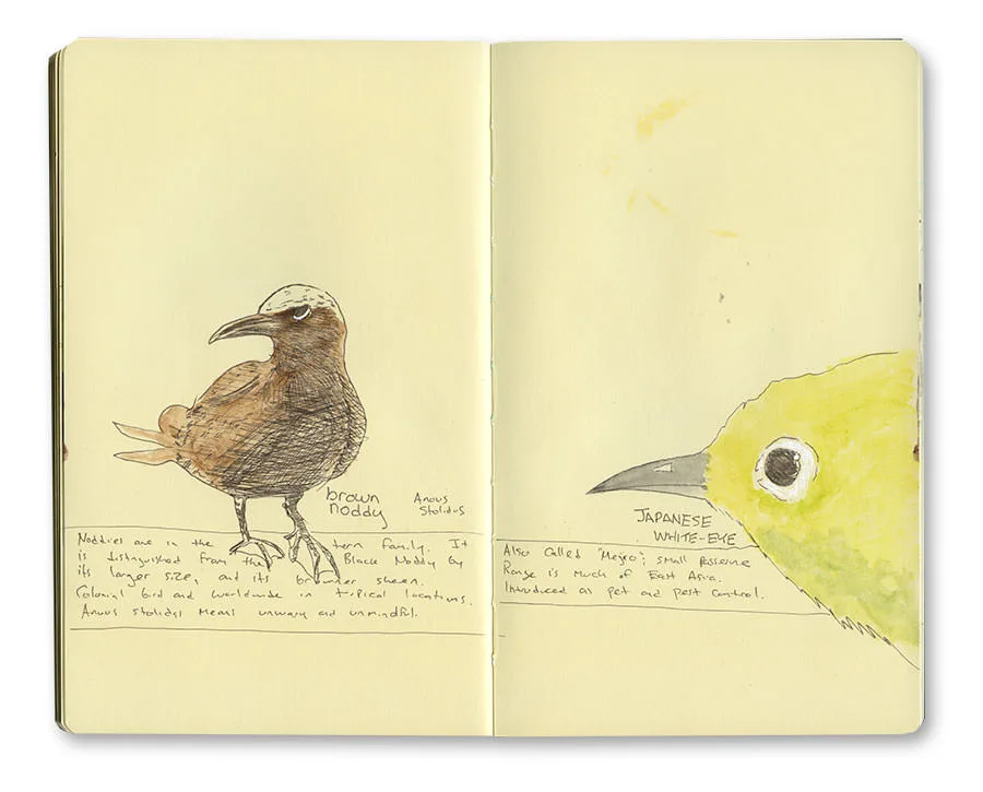 Japanese White-eye Drawing