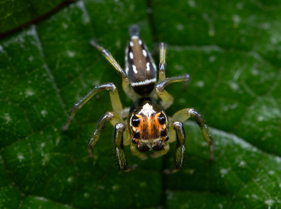 Jemineus Jumping Spider (Lyssomanes jemineus) from Cartago Province, Costa Rica, with bright orange face and large anterior eyes
