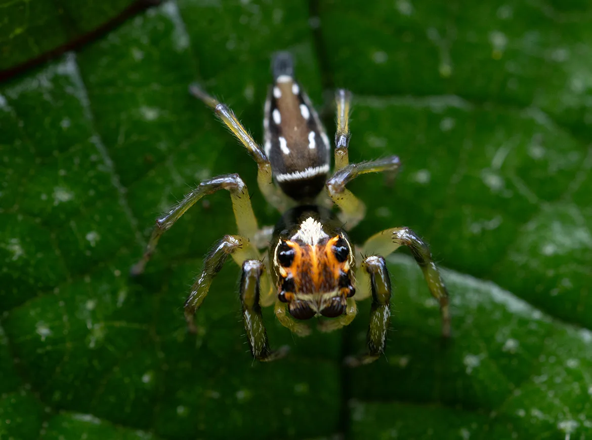 Jemineus Jumping Spider (Lyssomanes jemineus) from Cartago Province, Costa Rica, with bright orange face and large anterior eyes
