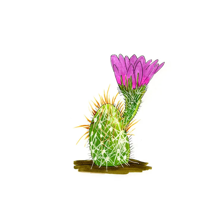 Watercolor illustration of Johnson's fishhook cactus (Echinomastus johnsonii), a pale-spined column with a magenta flower.