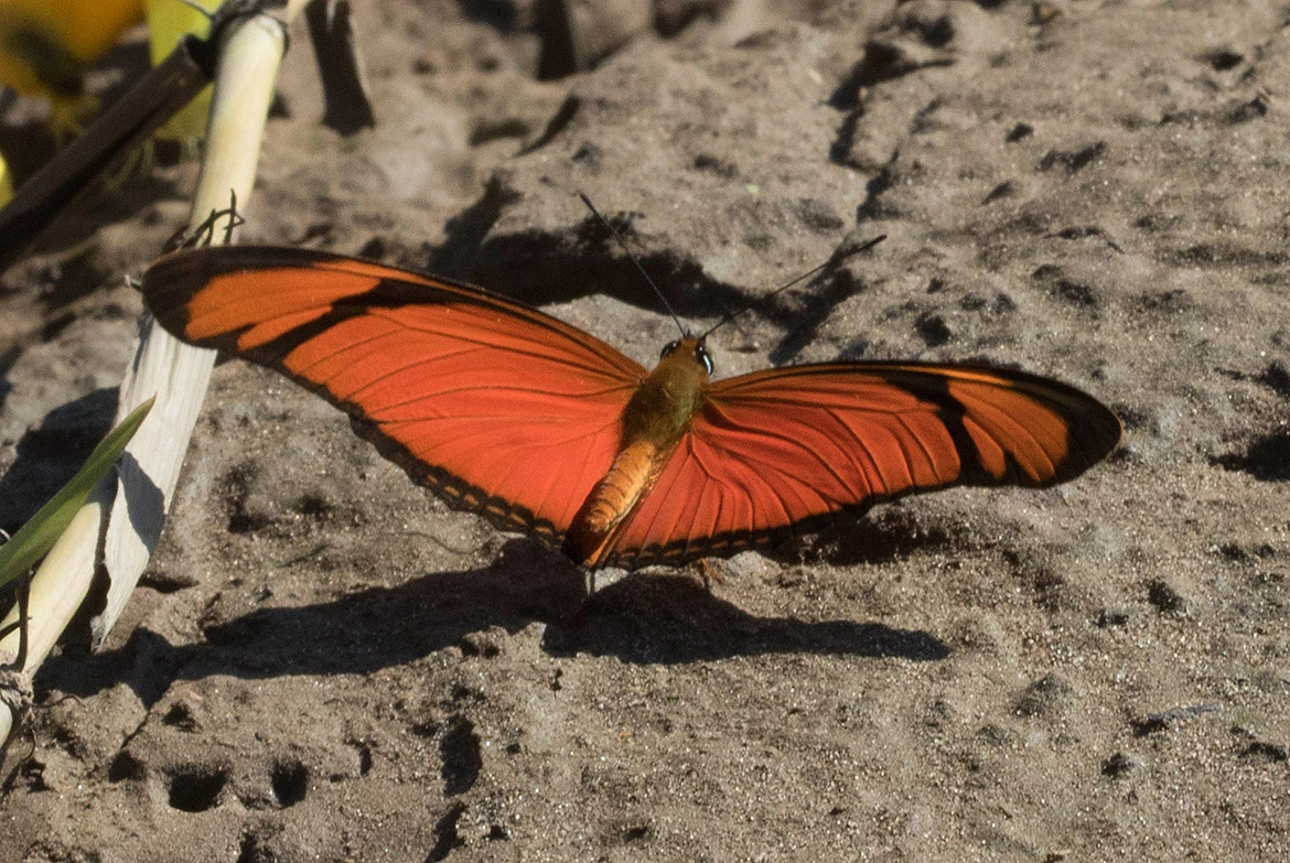 Julia Heliconian (Dryas iulia), wings spread on sandy ground, Tambopata River, Peru