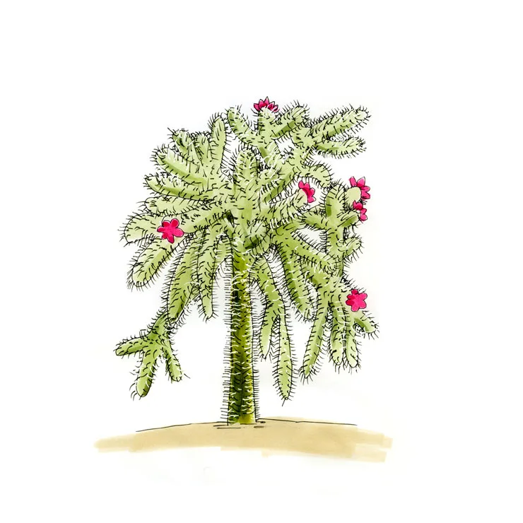Watercolor illustration of a jumping cholla (Cylindropuntia fulgida), a small tree of pale spiny joints with hanging fruit and pink flowers.